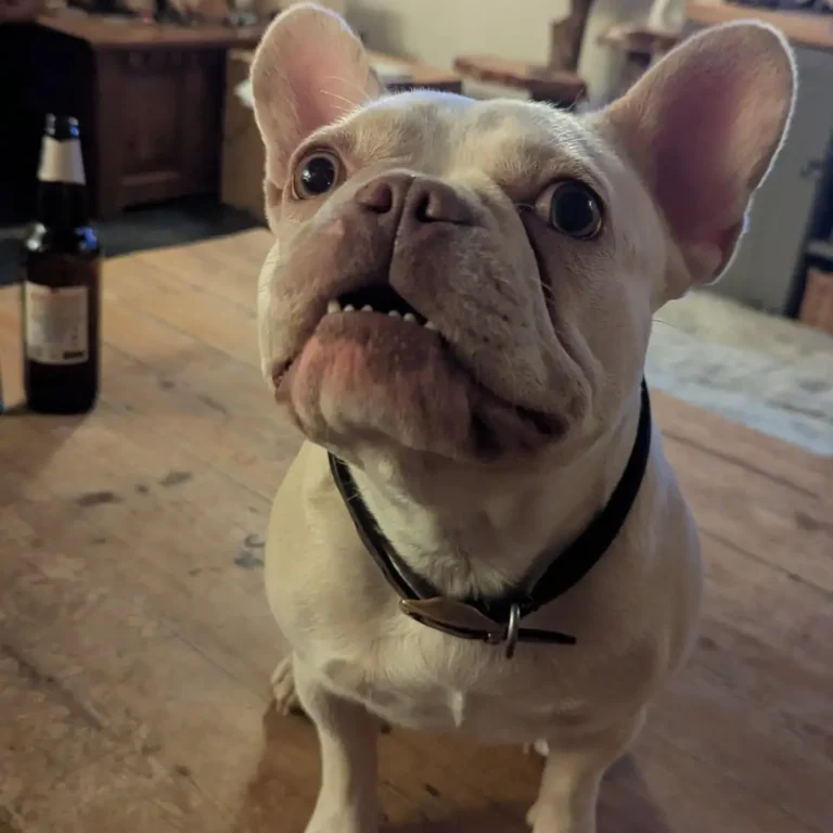 Mouse the dog
