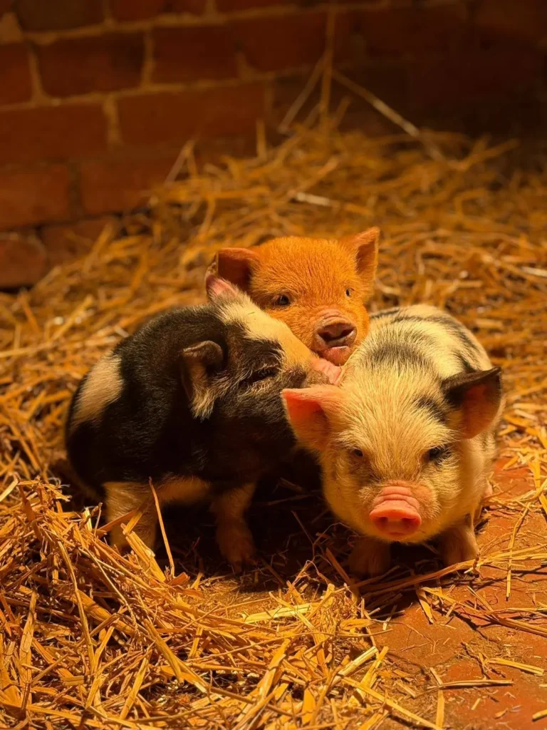 Piglets cuddling
