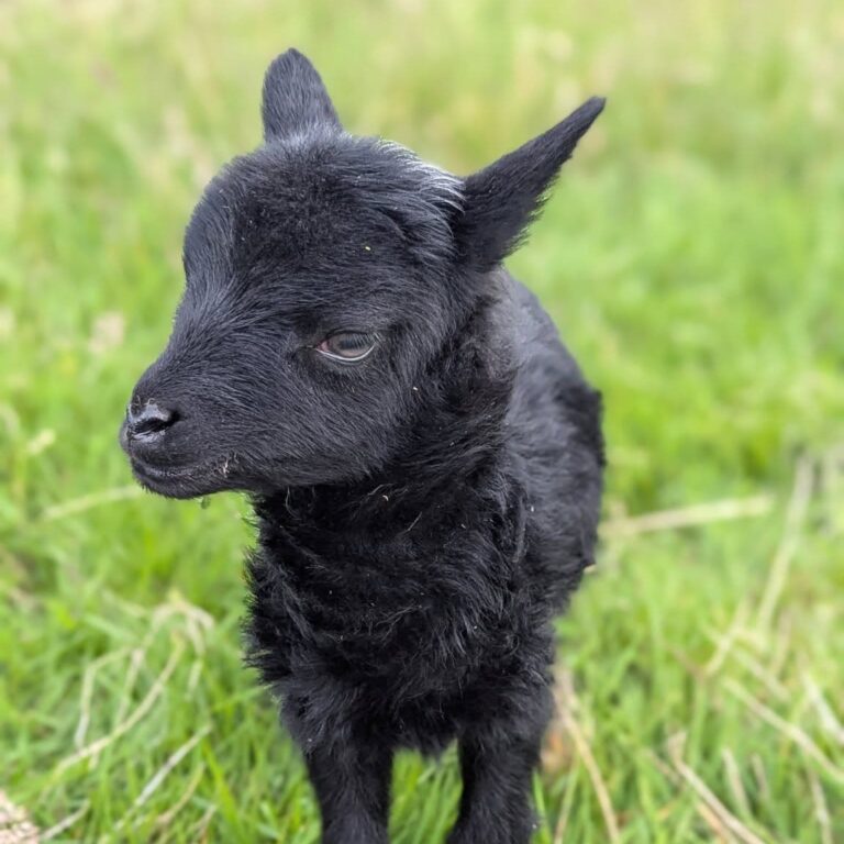 owl farm lamb