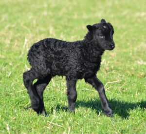 Hebridean Lamb