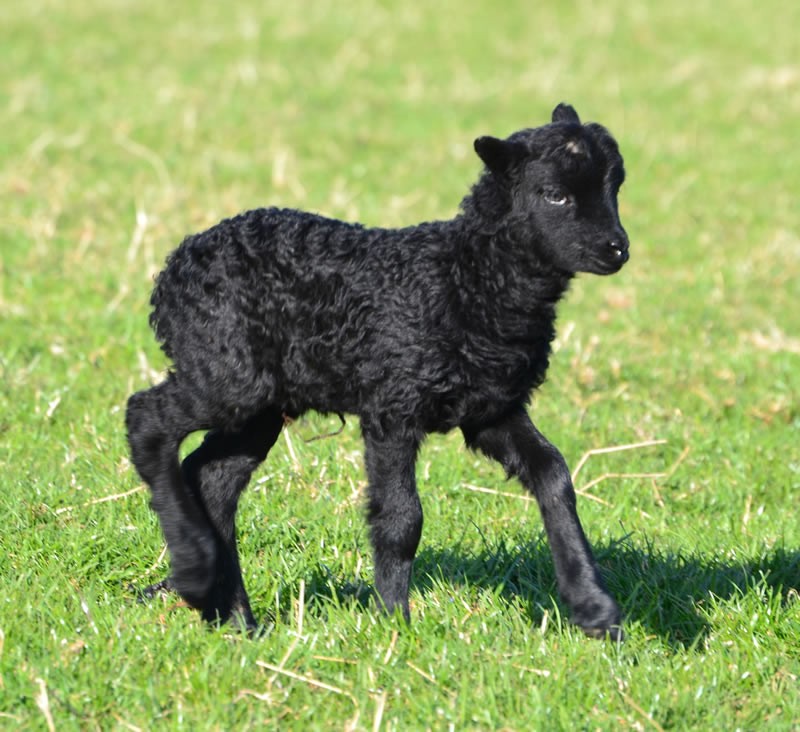 Hebridean Lamb